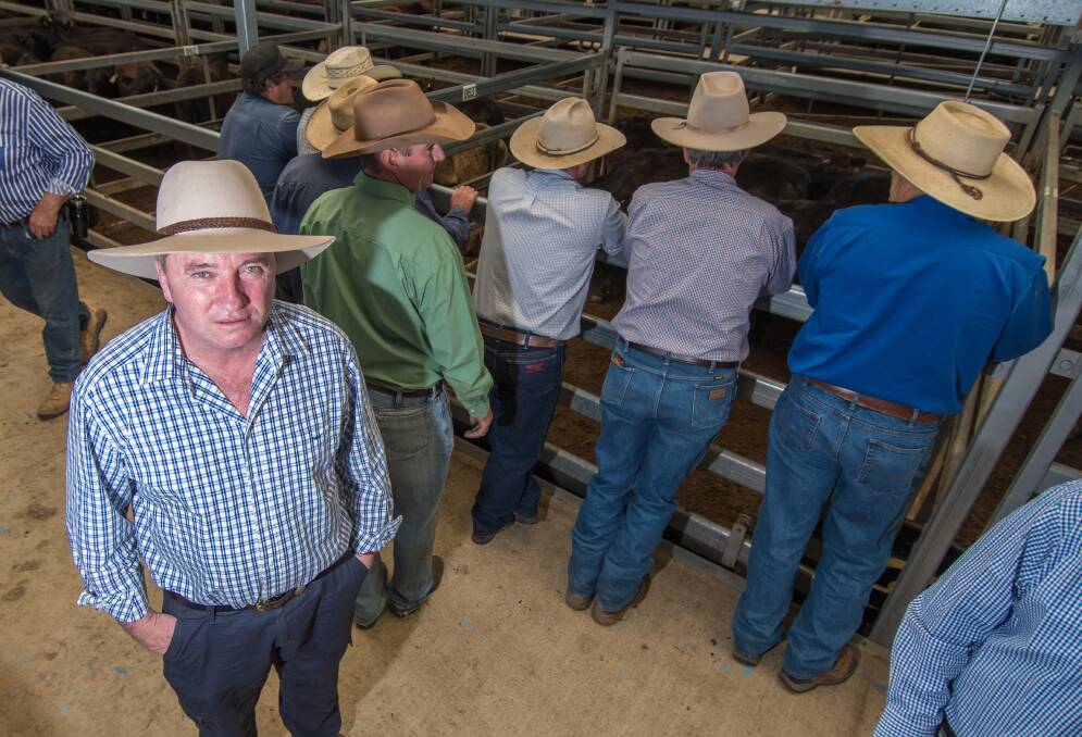 CAMPAIGN BEGINS: Barnaby Joyce hit the Tamworth Regional Livestock Exchange to rub shoulders with local farmers. Photo: Peter Hardin