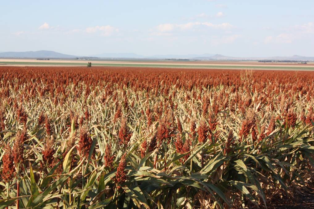 EXTREME SEASON: A sorghum crop on Long Mountain Road, Nea, about 30 kilometres south of Gunnedah.