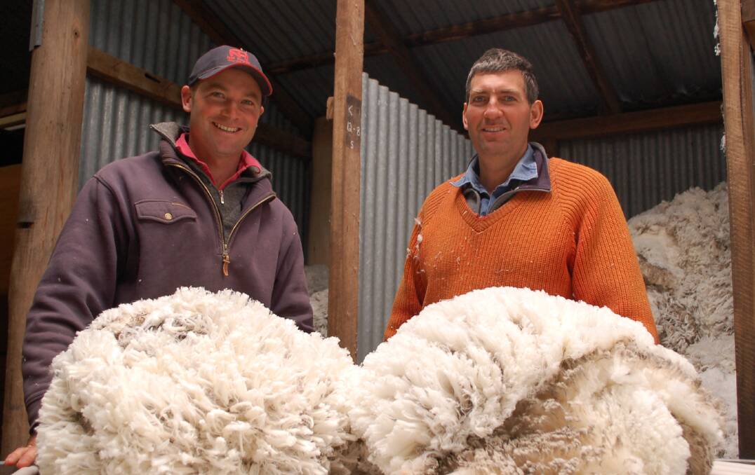 Stuart and Ross Blake in the woolshed at Millbank. Through selective breeding they have built up from a flock of 350  fine wool producing sheep in 2006 to 20,000 today.