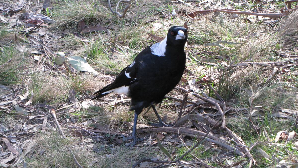 The Australian Magpie
