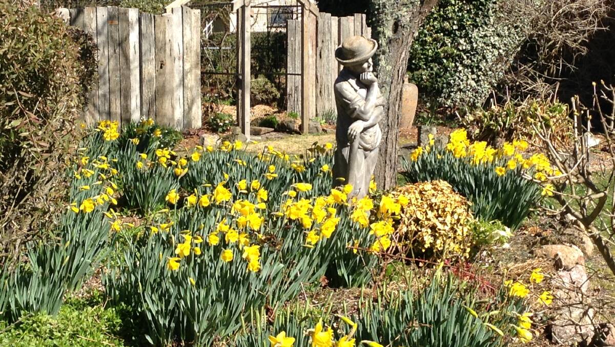 The lovely garden of Julie Ireland features thousands of Daffodils which she donates to Coral Westfold's stall each year.