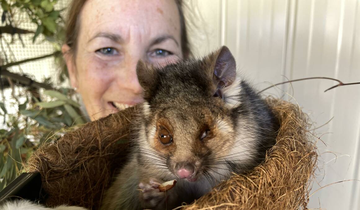 Stella the ringtail possum is one of 826 wildlife animals rescued in the past year by members of Northern Tablelands Wildlife Carers. Picture supplied