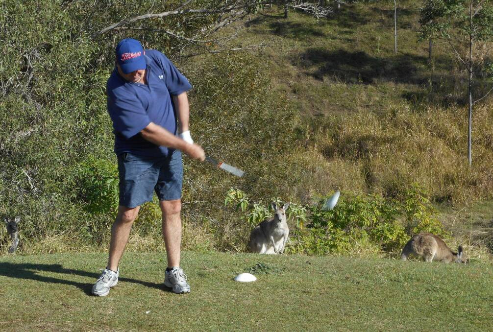 Top effort: Walcha Club champion Wayne Brennan cracks a drive at Kooralbyn viewed by one of the many spectators that live on the course.