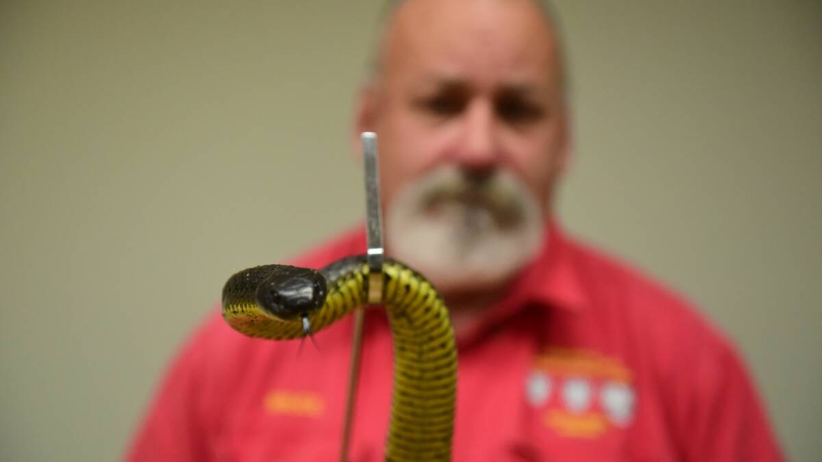 SOCIAL SNAKE:  Reptile Rescue Tasmania's Bruce Press with the two-year-old island tiger snake that was offered up on Launceston Buy, Swap and Sell. Picture: Paul Scambler.