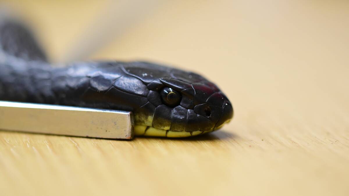 SNAKE EYES: The island tiger snake is being assessed by DPIPWE.