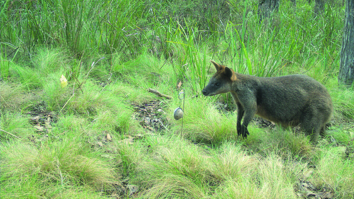 A swamp wallaby captured on the Mummel Gulf camera.