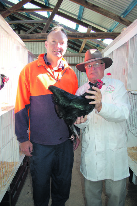 Steward Matthew Dunbar and judge Geoff Hine with the champion softfeather Australian langshan entered by Mike Martin of Tamworth.