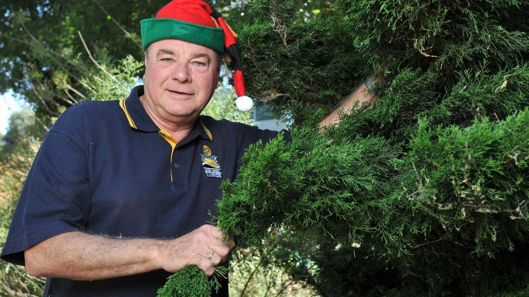 Sunrise Rotary public relations officer Dennis Blackett is merry and bright as he checks out a Christmas tree, for sale just in time for the festive season. Picture: Michael Frogley