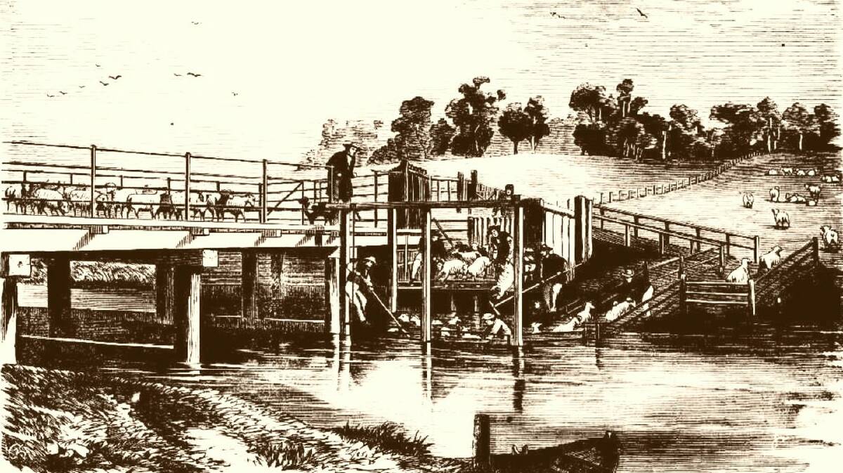 Dunked and dried: This sketch from the Illustrated Sydney News of October 15, 1864, shows an unusually elaborate sheep washing facility.