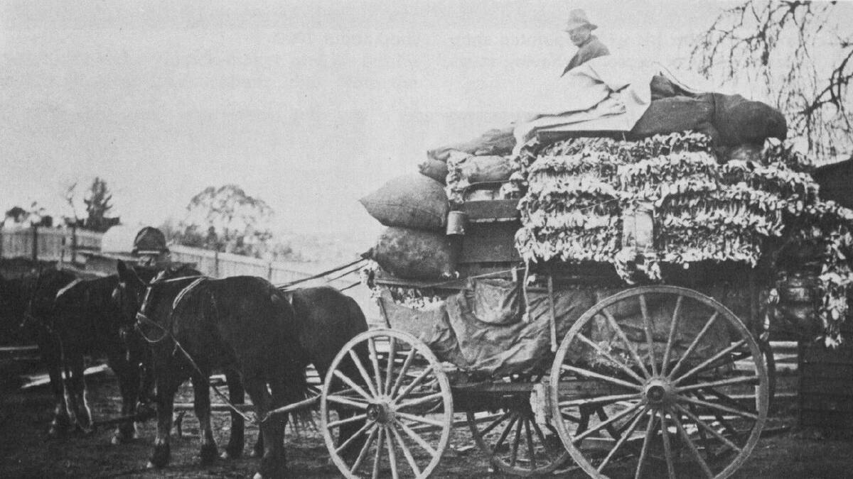 Skin deep: Bert Mann of Tia in 1925 with a load that includes a large number of rabbit skins together with a pair of freshly caught rabbits hanging just above the rear wheel of his wagon.