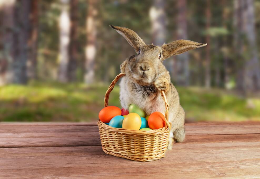 Among his many stops, rumour has it the Easter bunny will make a special appearance at Windy Station Woolshed. Photo by Shutterstock 