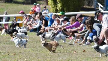 Don't miss the fun of the Great Nundle Dog Race. Picture from file