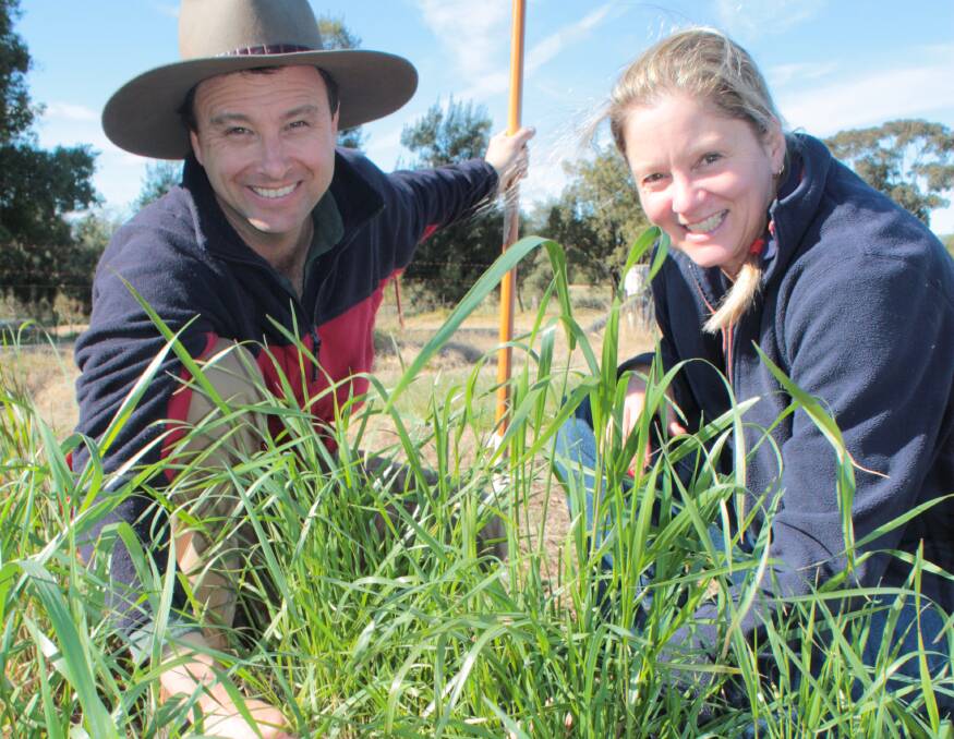 NSW Department of Primary Industries staff, Matthew Newell and Susan Langfield, evaluating perennial wheat grazing trials.