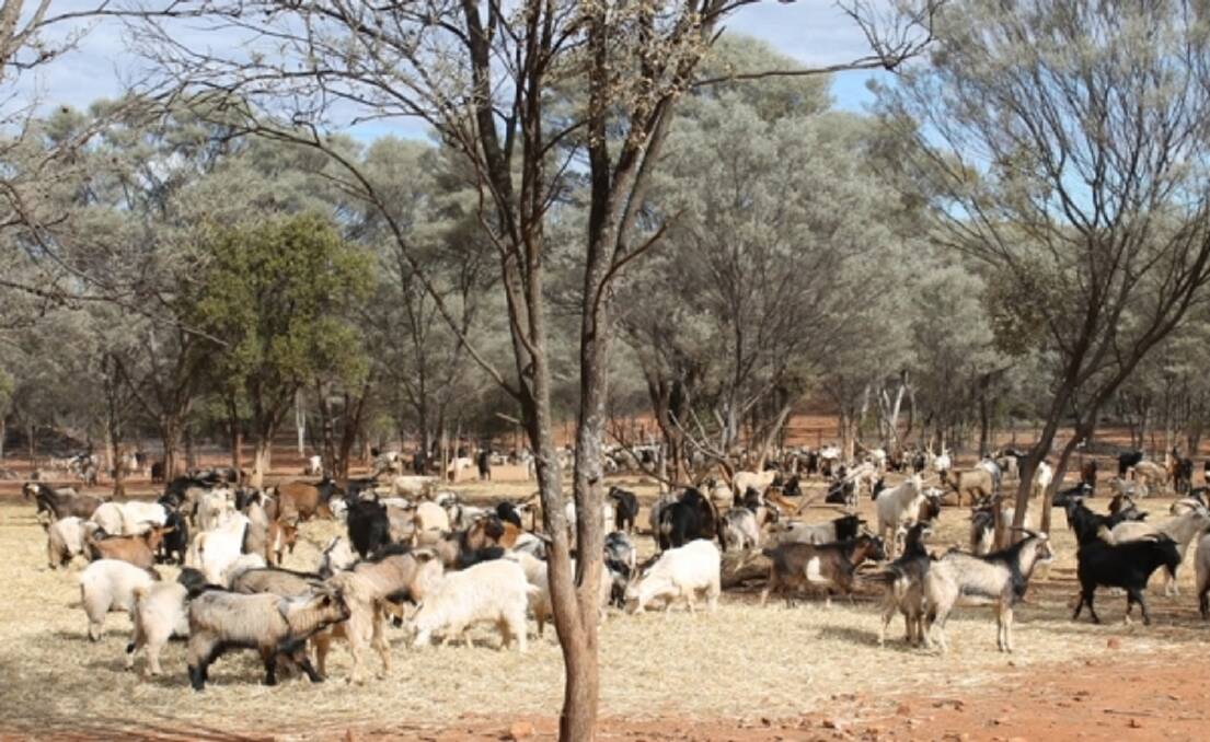 Opportunity: Last year goat meat production hit 31,000 tonnes carcase weight, rising 4 per cent year-on-year, with the majority of slaughter animals sourced in rangeland areas of western Queensland and NSW. Photo: Ausgoat