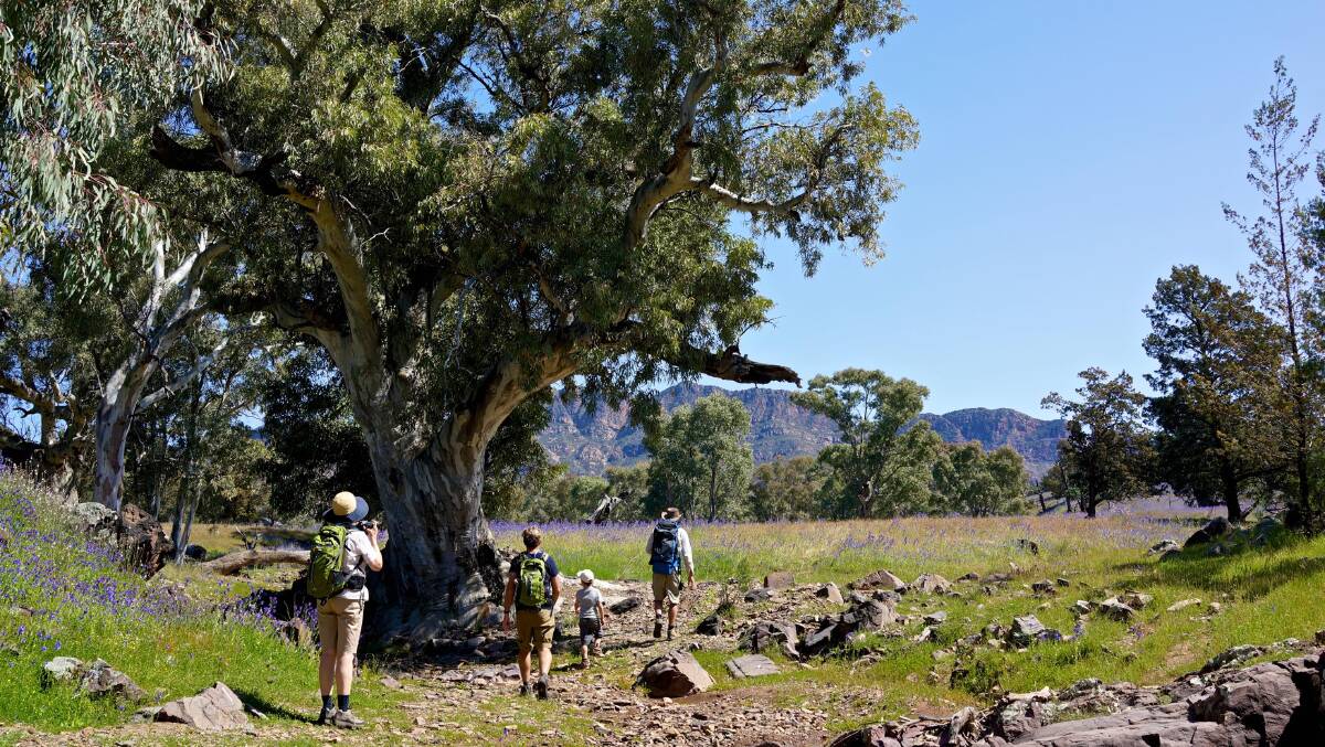 Walking the Flinders Ranges … Wild Bush Luxury has a great last-minute deal for families.