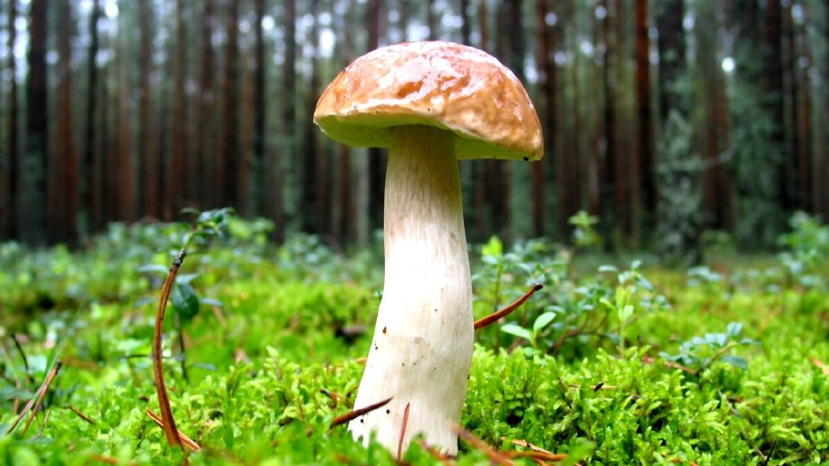 Local mushroom foraging can be fatal