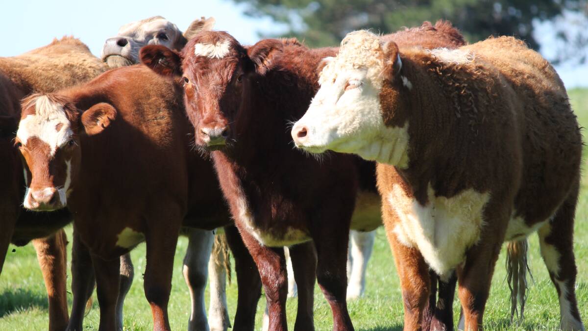 Cattle prices are set to reach record highs according to Simon Quilty of MLX
