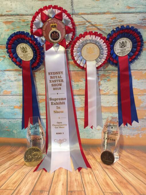 BREEDERS BLING: Rocky's ribbon collection from the 2018 Sydney Royal Easter Show.