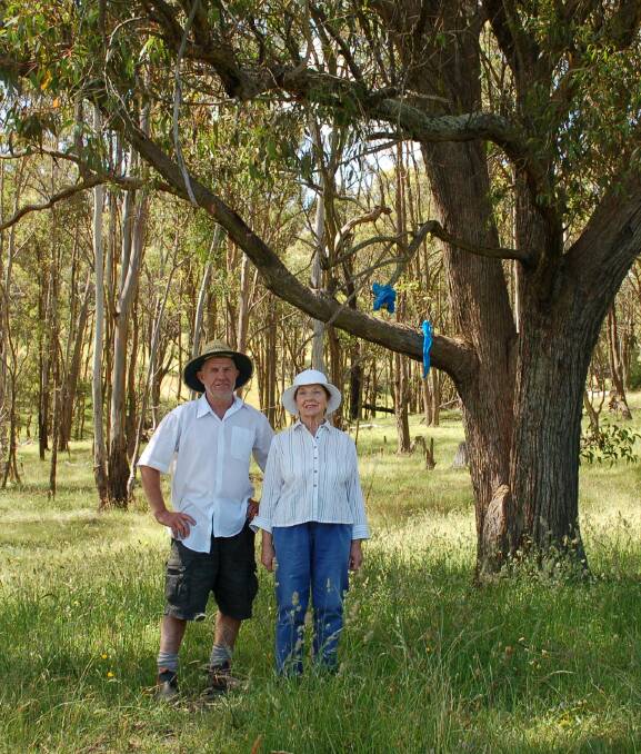 Bagged: Tony Martin and his mother Shirley stand in one of the paddocks adjacent to the Walcha rubbish dump. On the day this photo was taken the paddock was the cleanest it had been in a long time according to the Martins.