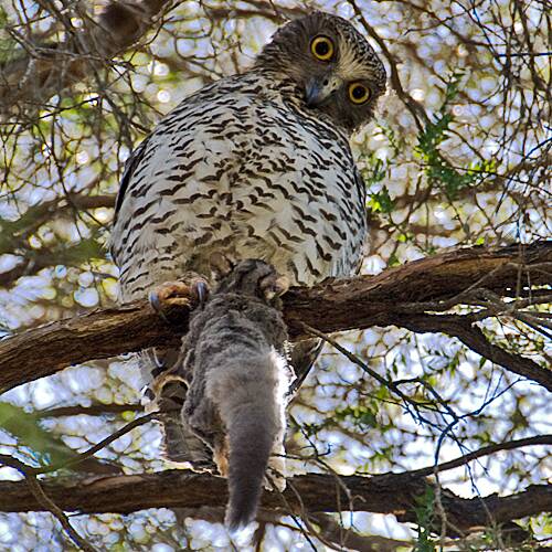 Dinner is served - a powerful owl and a sugar glider