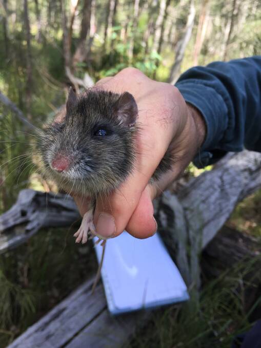 A Hastings River Mouse captured, assessed and released as part of ongoing research