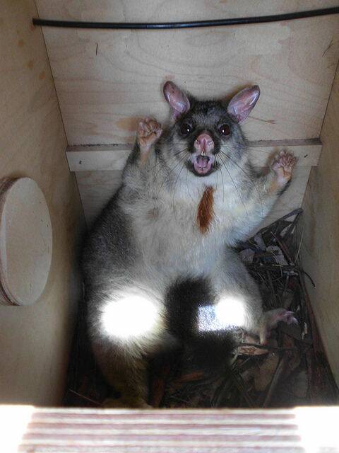 What the ?  A brushtail possum is disturbed during the monitoring process.