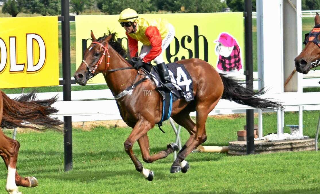 FIGHTER: Try ‘N’ Run A Muck, pictured at the Inverell Cup, led from start to finish in the Walcha Cup. Photo: Ben Jaffrey