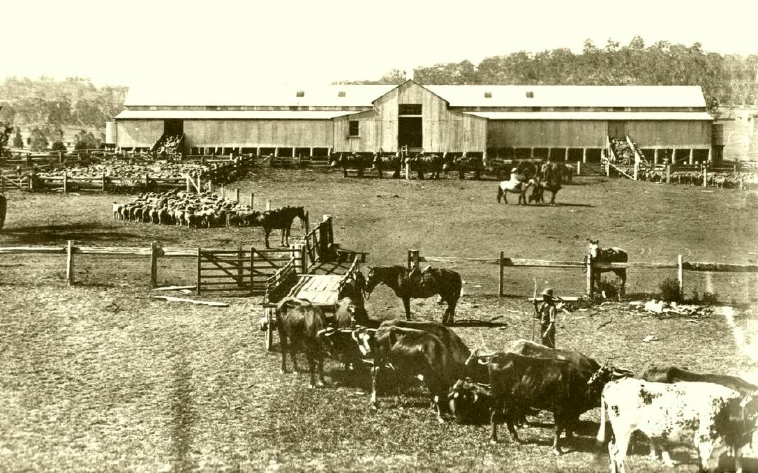 Times gone by: The Europambela Woolshed in the 1920s. It was 163 feet long and could hold 2500 sheep.