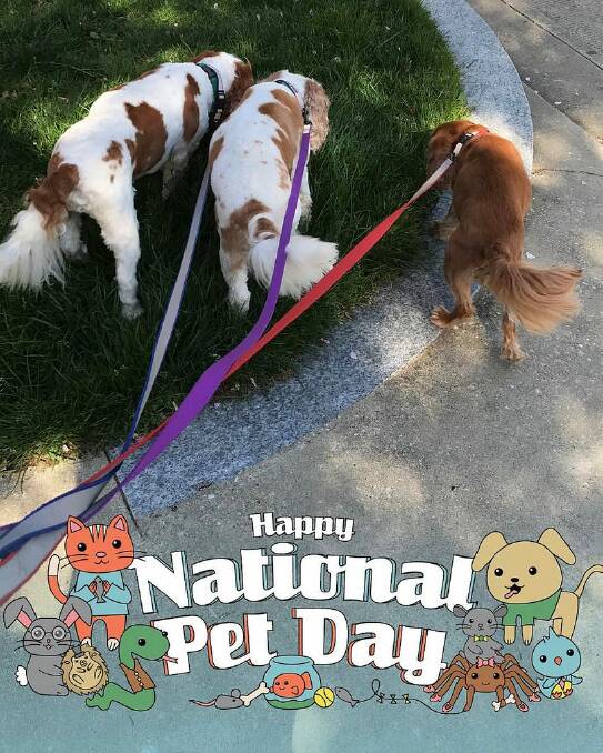 Happy Pet Day, send us your photos