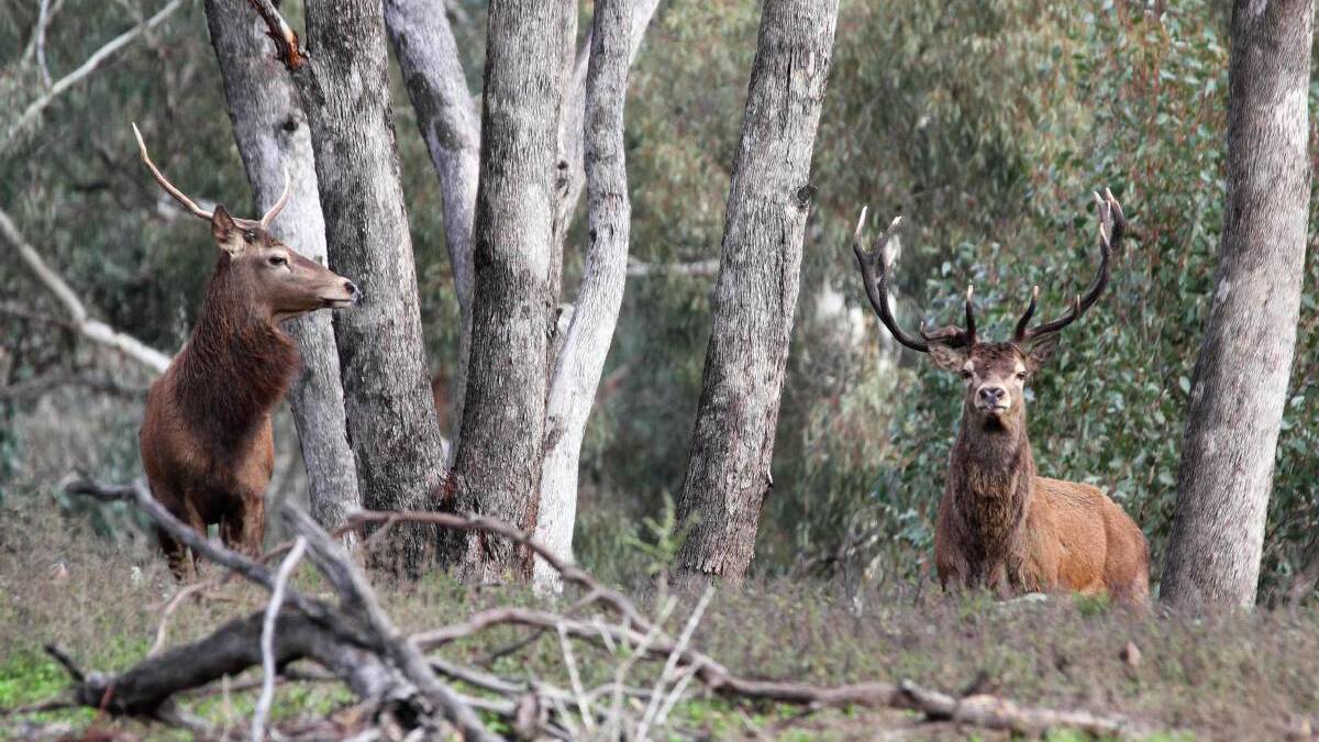 Deer hunting regulations lifted in Northern Tablelands
