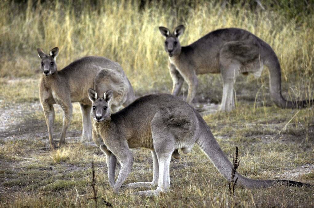 ACCIDENT PRONE: Motorists are seeing more roos along the roads.