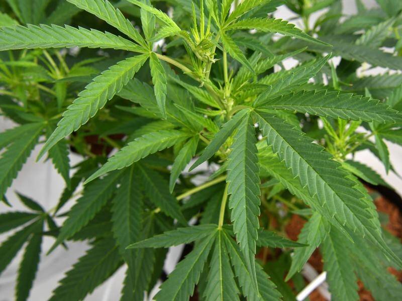 Police have seized almost $1 million worth of cannabis plants from a property south of Brisbane.