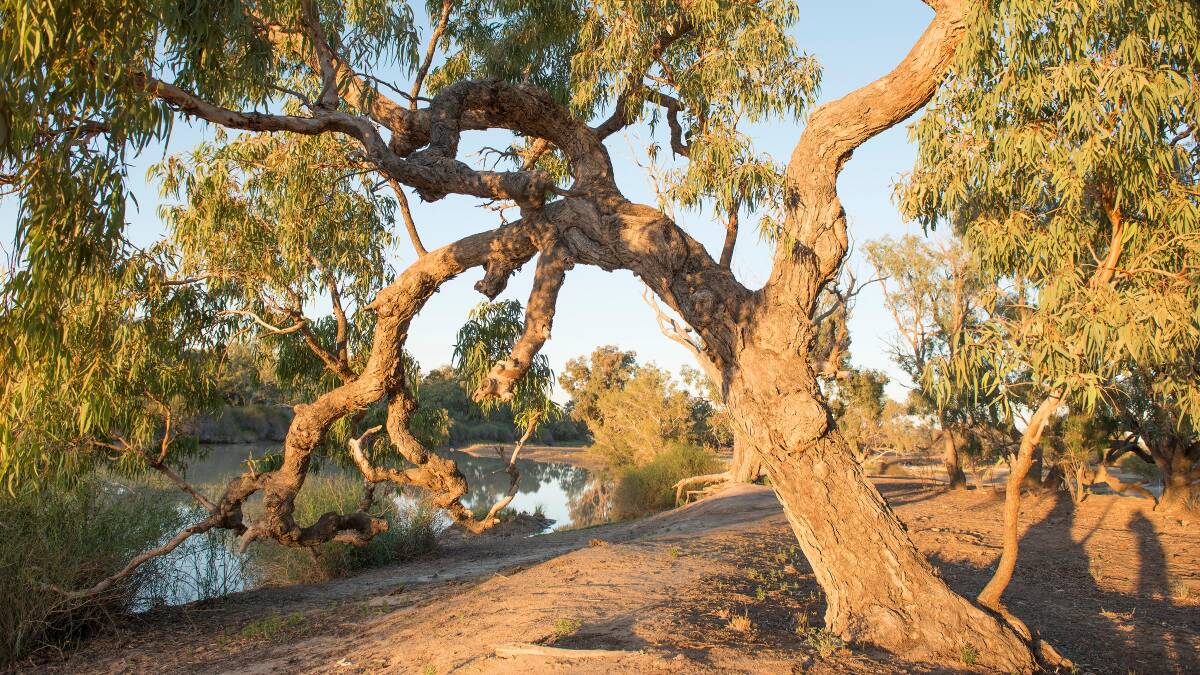 Under the shade of a coolibah tree. Picture: Shutterstock