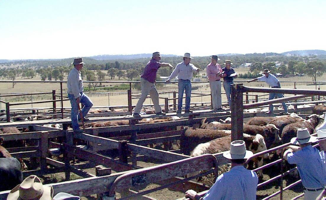 Walcha Associated Agents fat cattle sale in progress.
