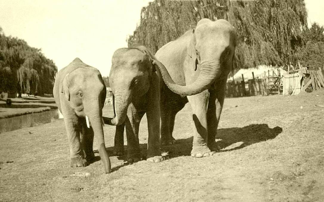 Wild Walcha: Circus elephants after having a drink from the Apsley River.
