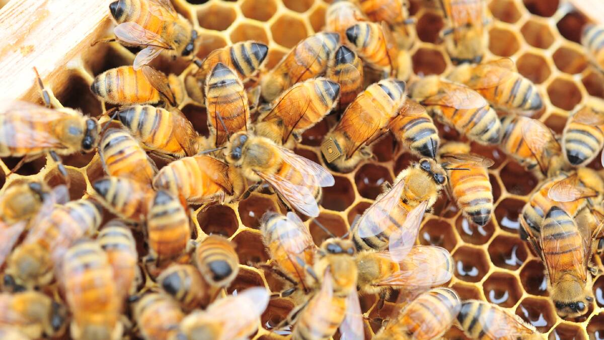 Country Leader: Busy bees talk industry research